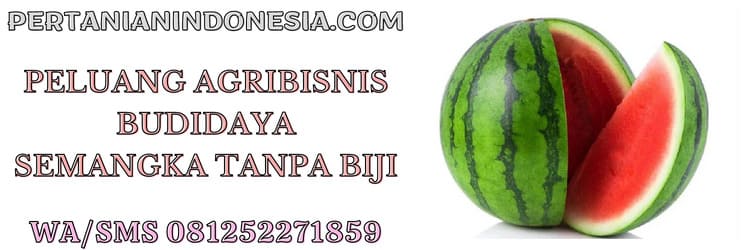 peluang,bisnis,agribisnis,budidaya,semangka tanpa biji